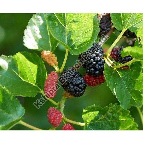 Mulberry Leaf Extract