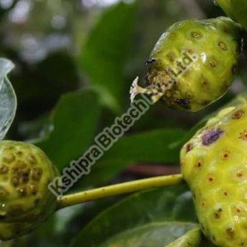 Noni Extract