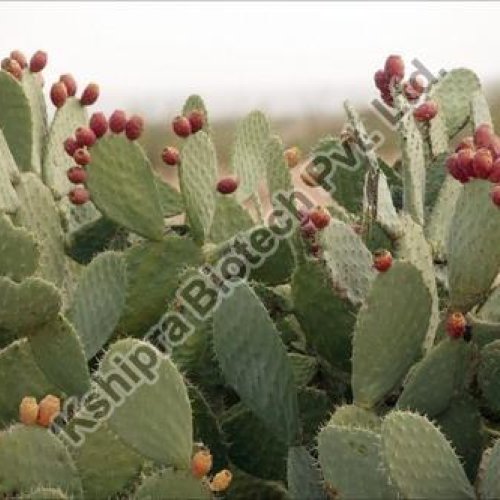 Opuntia Cactus Extract