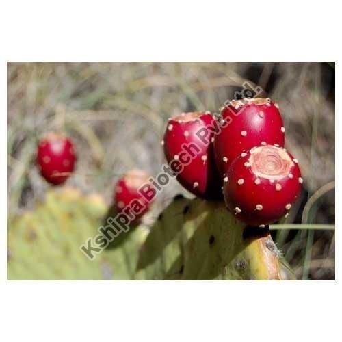 Prickly Pear Cactus Extract