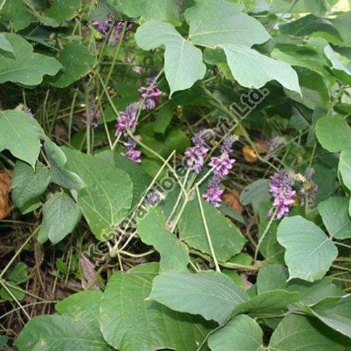 Pueraria Lobata Extract