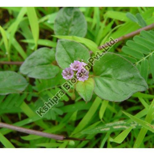 Punarnava Extract