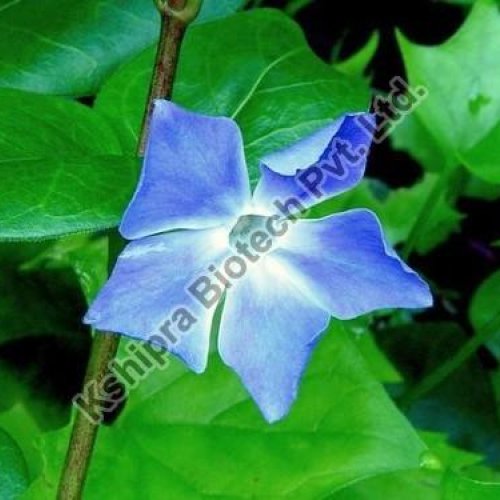 Ratanjot Extract