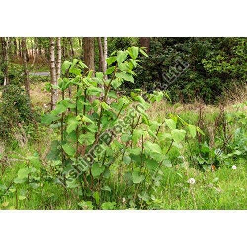 Resveratrol Extract