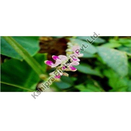 Salparni Extract
