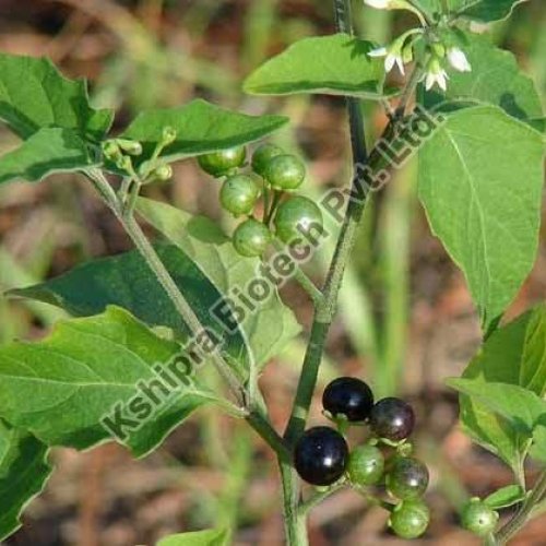 Solanum Nigrum Extract