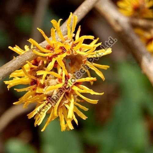 Witch Hazel Extract