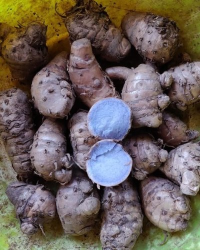 Black Turmeric