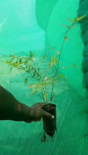 Bamboo Plants