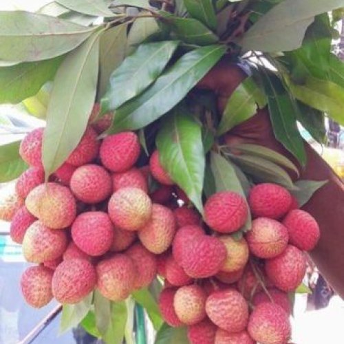 Litchi Plants