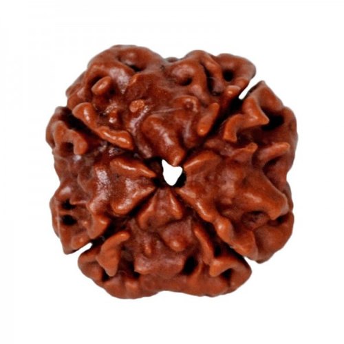4 Mukhi Rudraksha