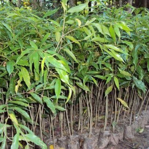Agarwood Plant