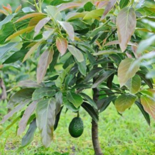 Avocado Plant