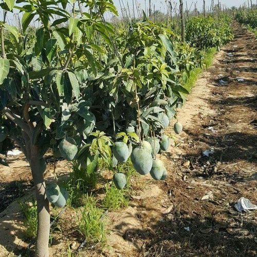 Kesar Mango Plant