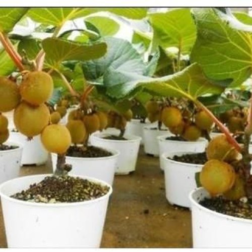 Kiwi Fruit Plant