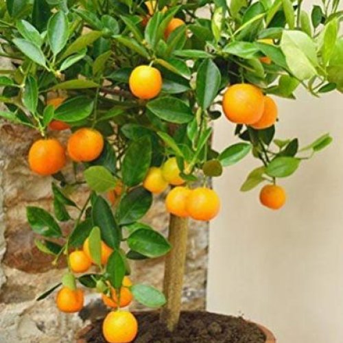 Orange Plant