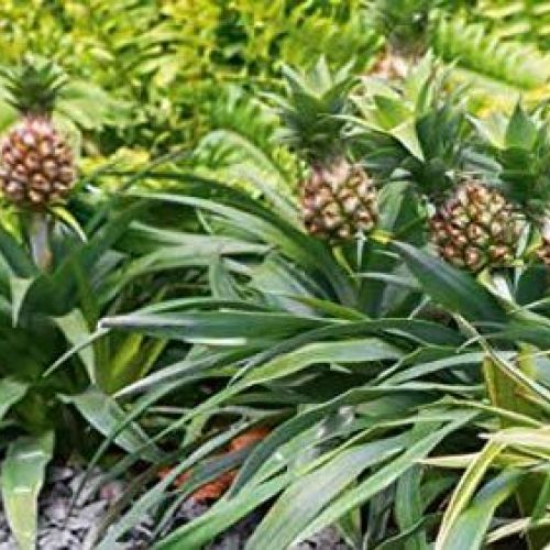 Pineapple Plant