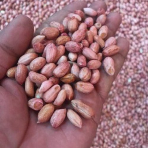 Groundnut Kernels