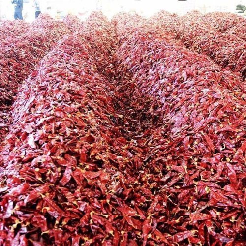 Dry Red Chilli