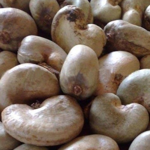 Raw Cashew Nuts