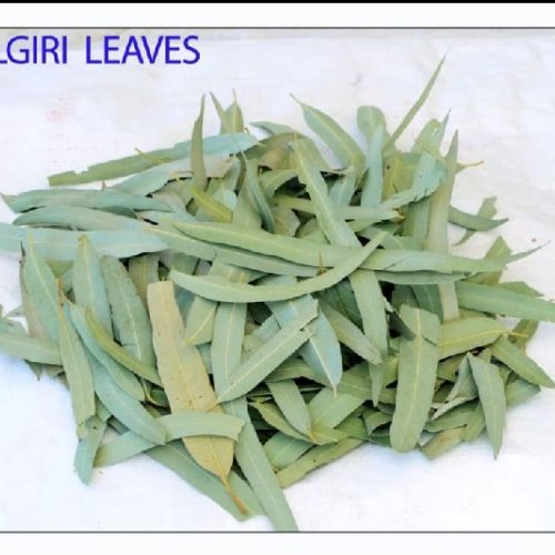 Dry Nilgiri Leaves