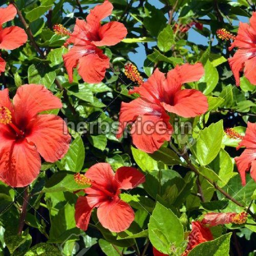 Hibiscus Rosa Sinensis