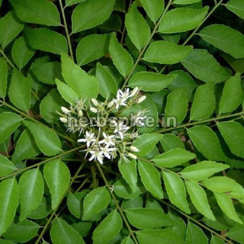 curry leaves