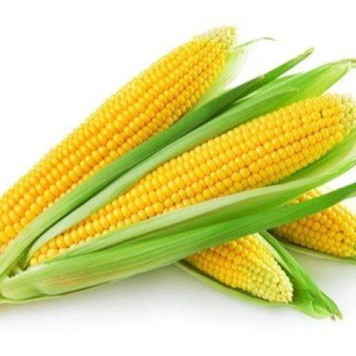 yellow maize