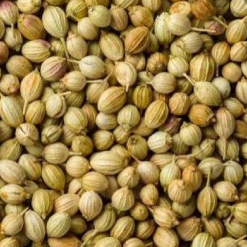 Coriander Seeds