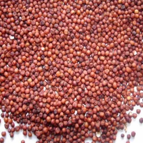 Finger Millet Seeds