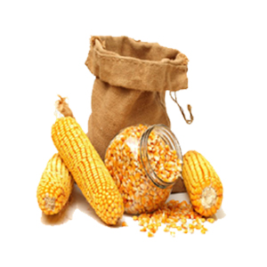 Yellow Maize