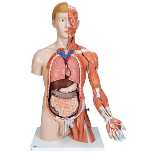Human Torso Model