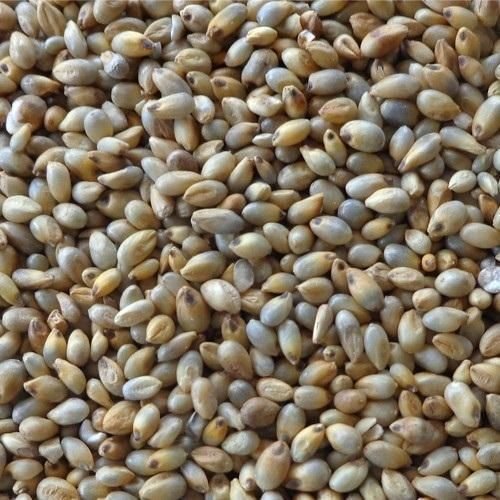 Pearl Millets