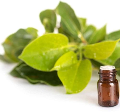 Camphor Essential Oil