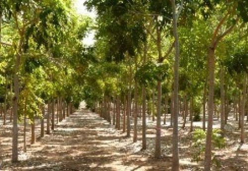 african mahogany plant