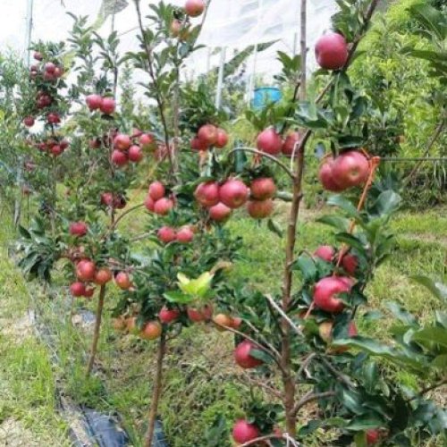 Apple Plant