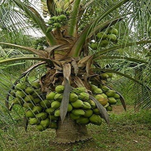 Coconut Plants