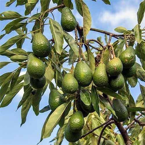 Avocado Plants