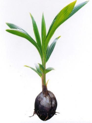 coconut plants