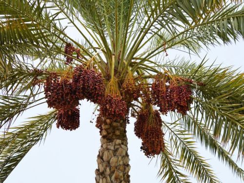 Date Palm Plants
