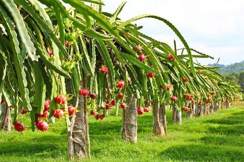 Dragon Fruit Plants