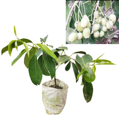 Jamun Plants