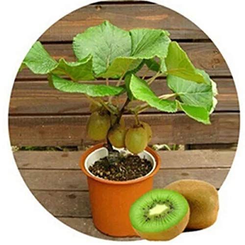Kiwi Plants