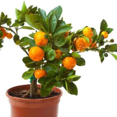 Orange Plants