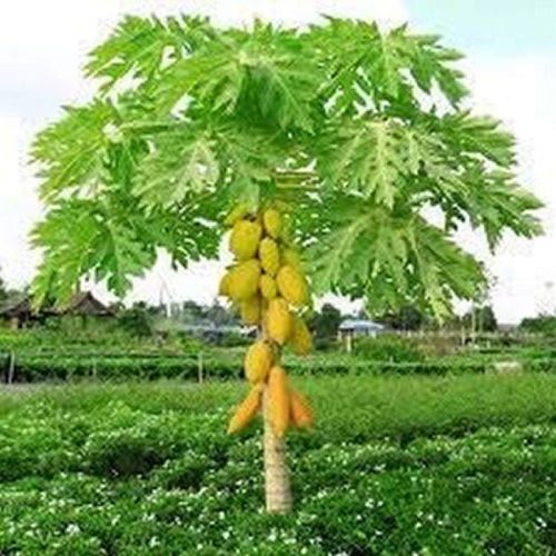 Papaya Plants