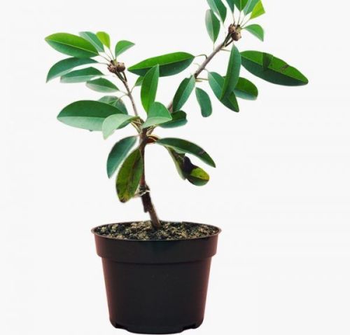 Sapota Plants
