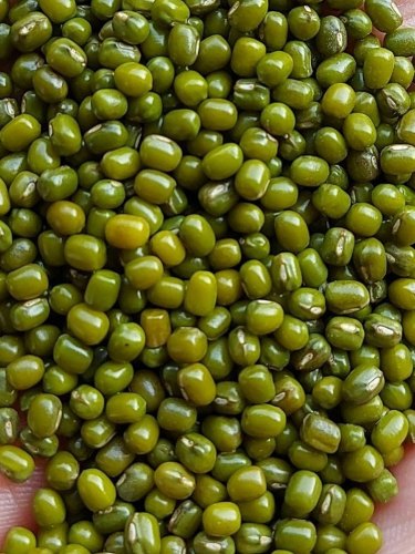 Green Moong Beans