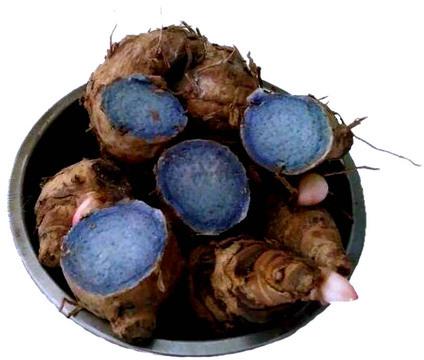 Black Turmeric