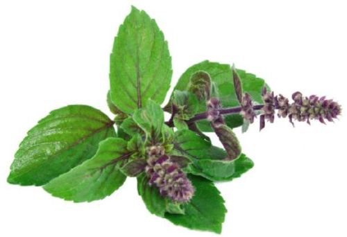 Tulsi Leaves