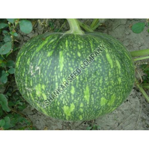 Pumpkin Seeds